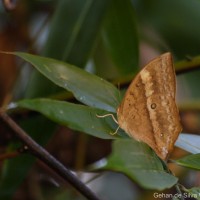 Discophora lepida Moore, 1857